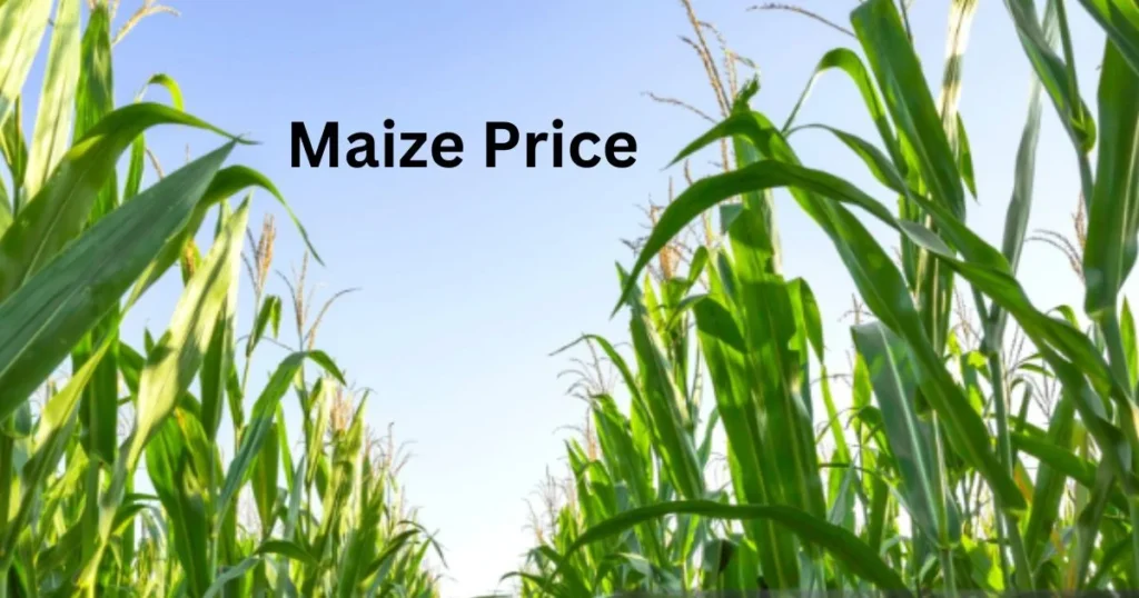 Maize Price