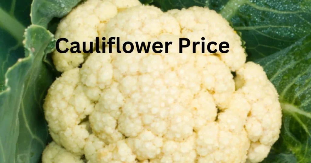 Cauliflower Price