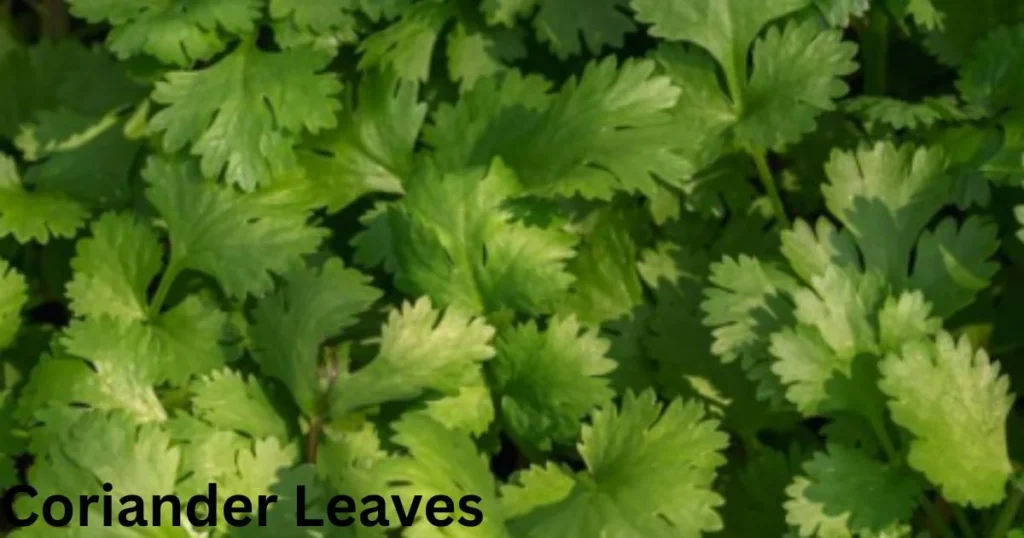 coriander leaves