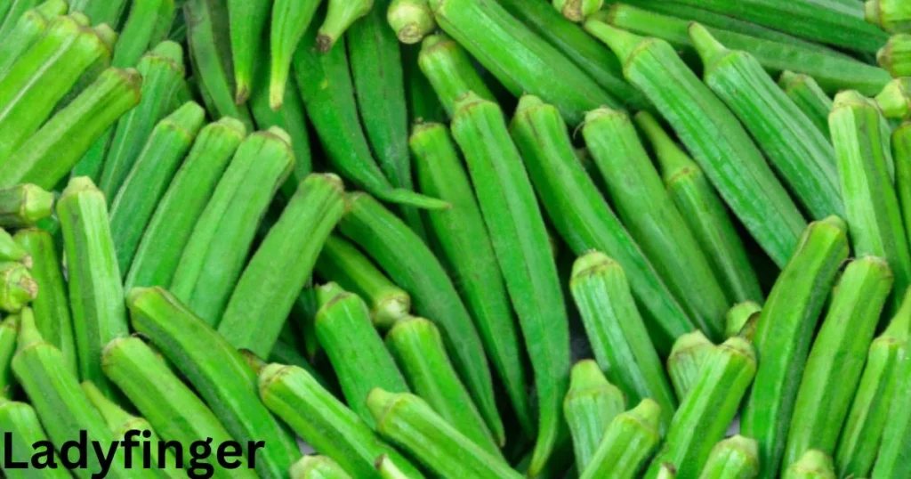 ladyfinger 