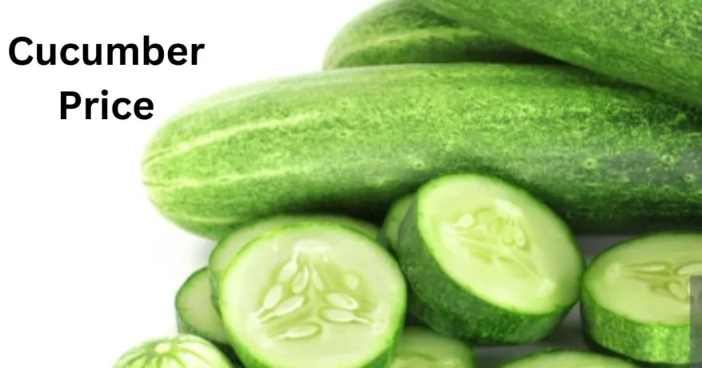 cucumber price