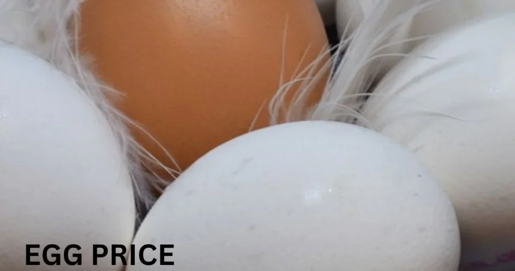 EGG Price