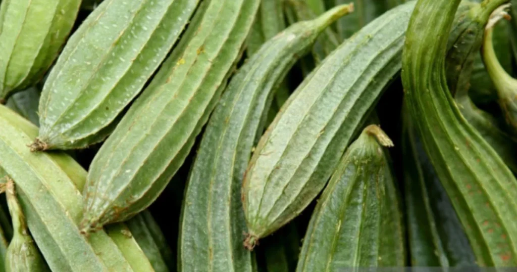 Ridge Gourd 