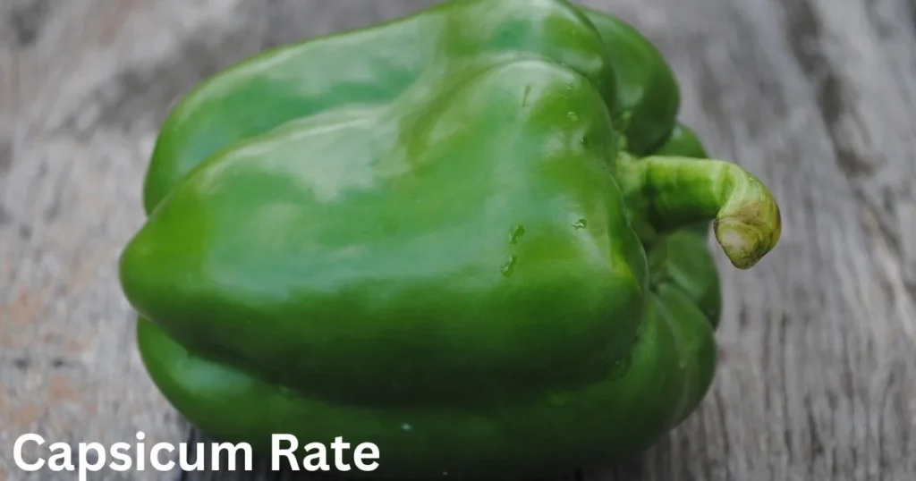  Capsicum Rate 