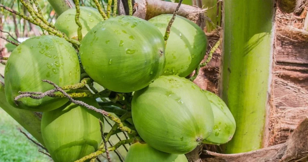 Tender Coconut