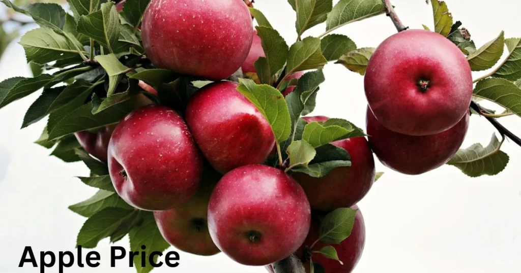 Apple fruit Price