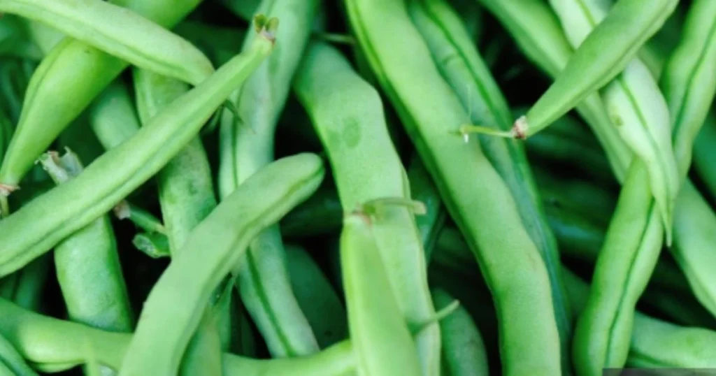 French Beans