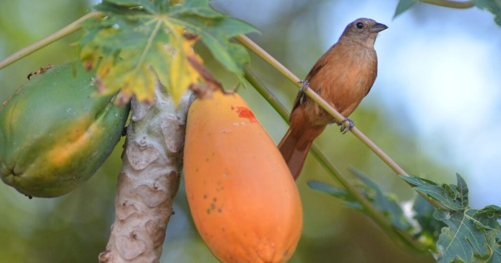 Papaya Price