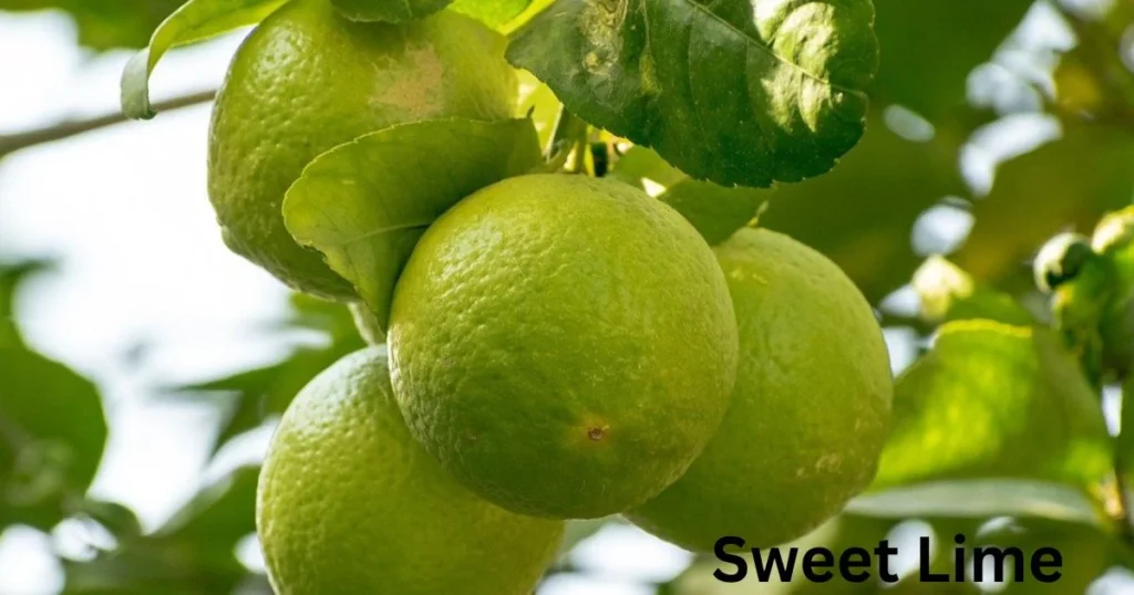 sweet lime