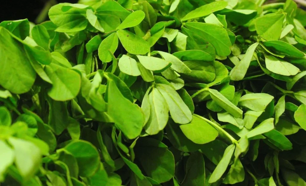 Fenugreek Price