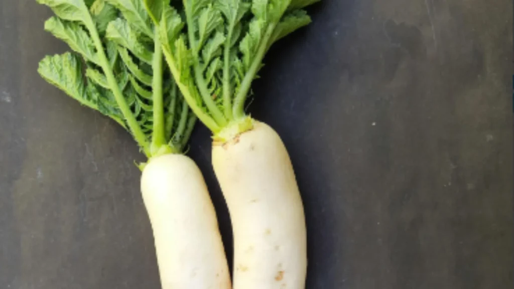 Radish Price