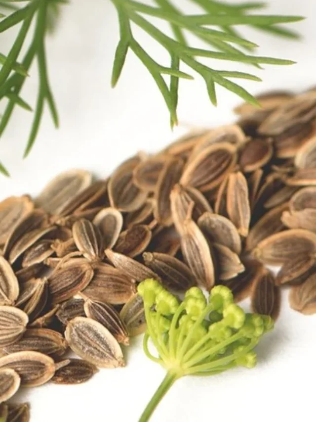 Benefits Of Dill Seeds
