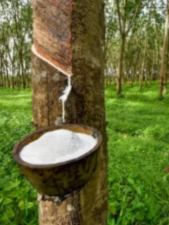 Rubber Plant