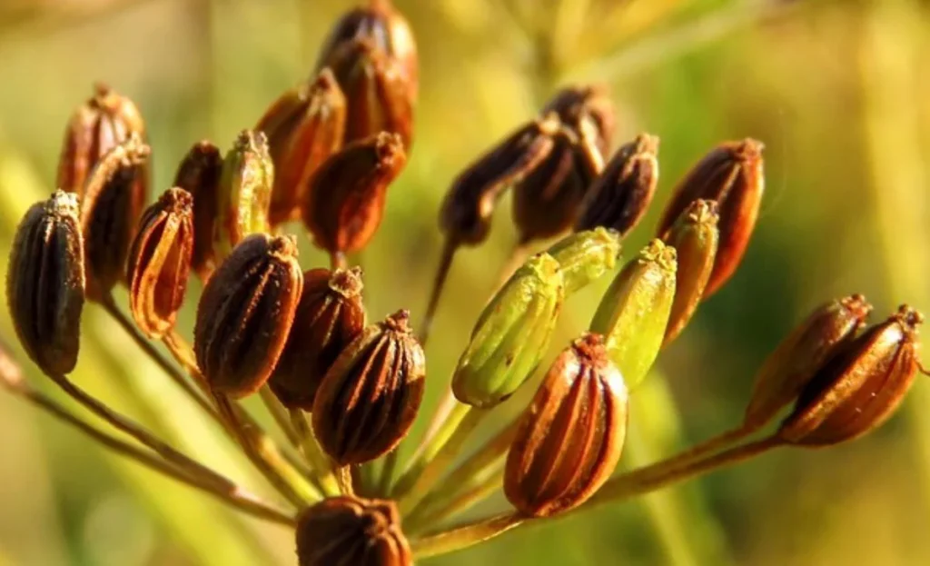 Dill Seeds 