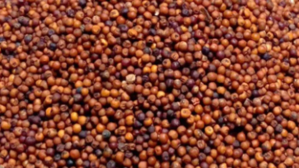 Finger Millet 