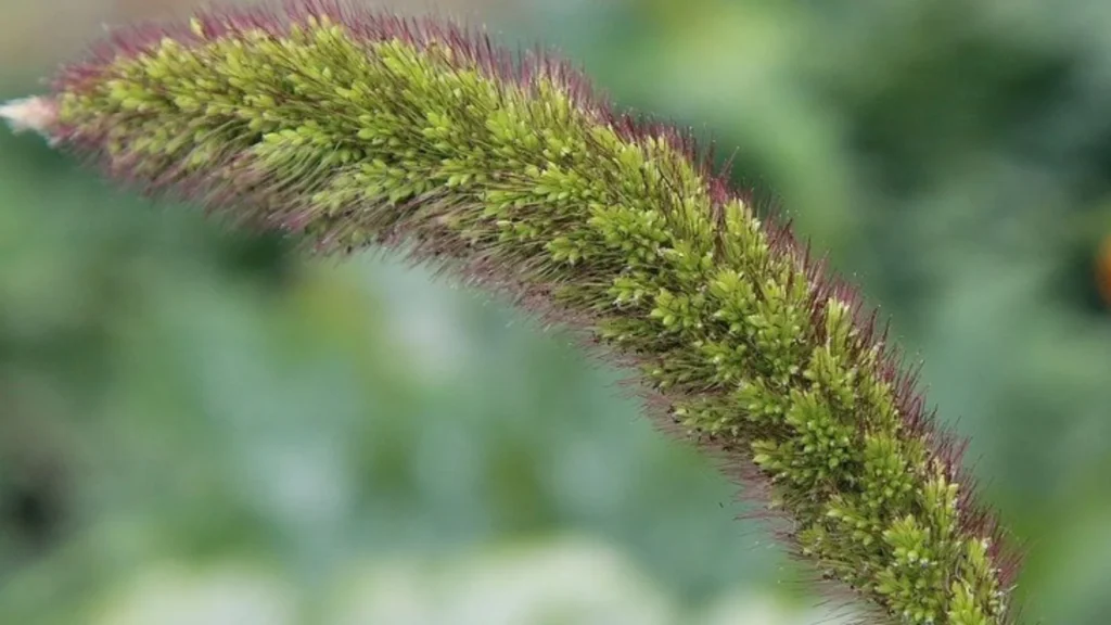 Foxtail Millet