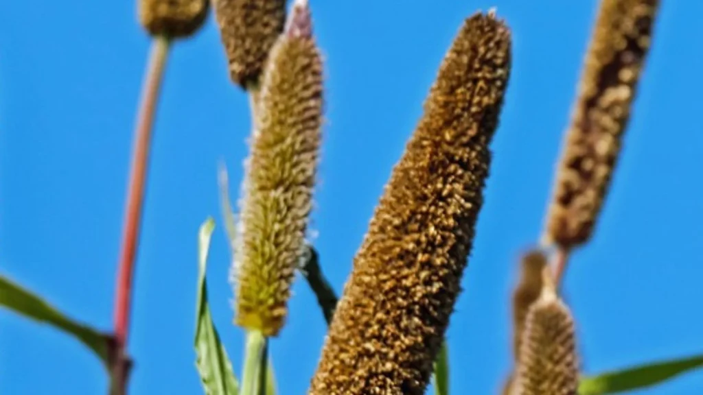 Foxtail Millet