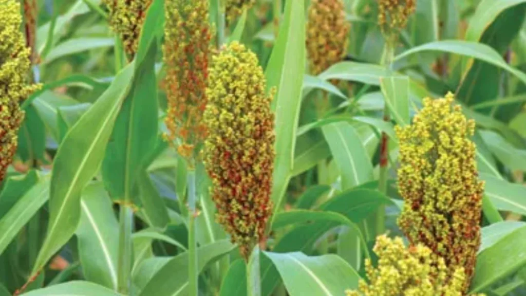 Sorghum Price