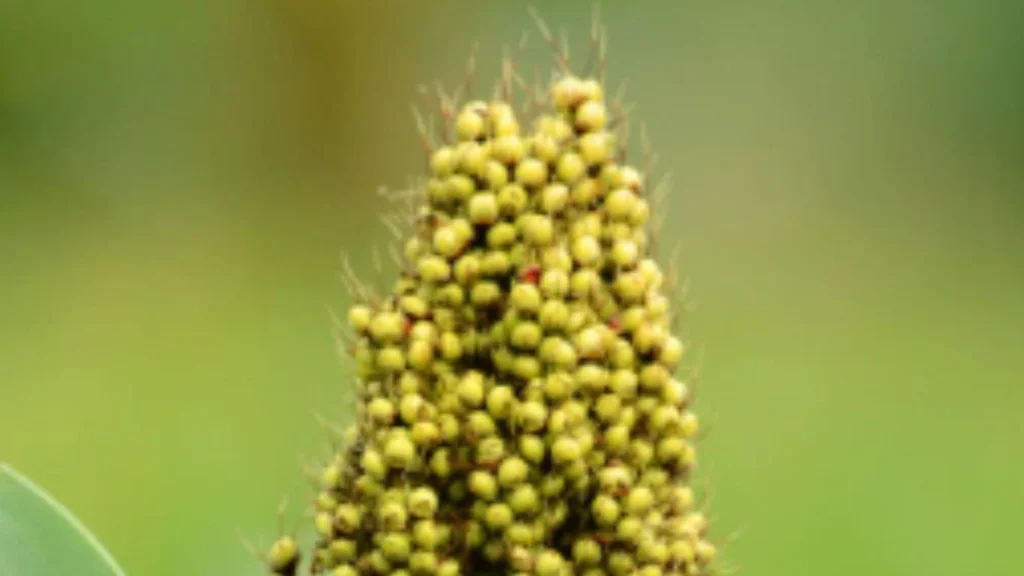 Sorghum Price