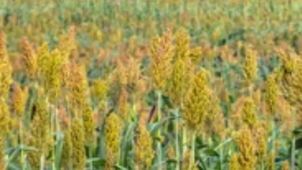 Sorghum Price