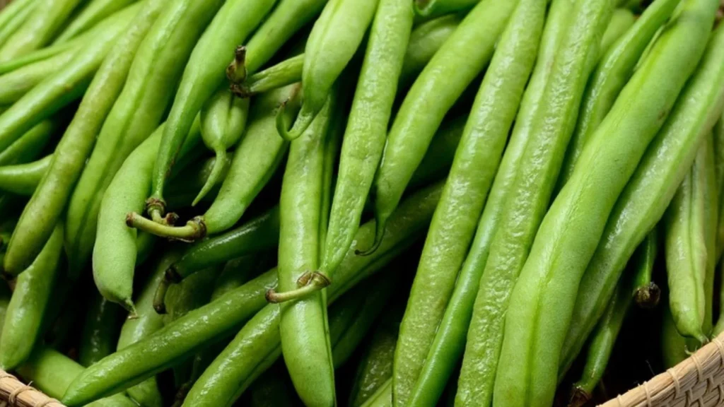 Cluster Bean Price