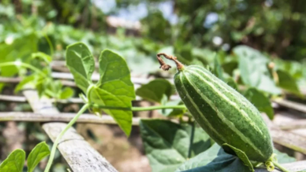 Pointed Gourd 