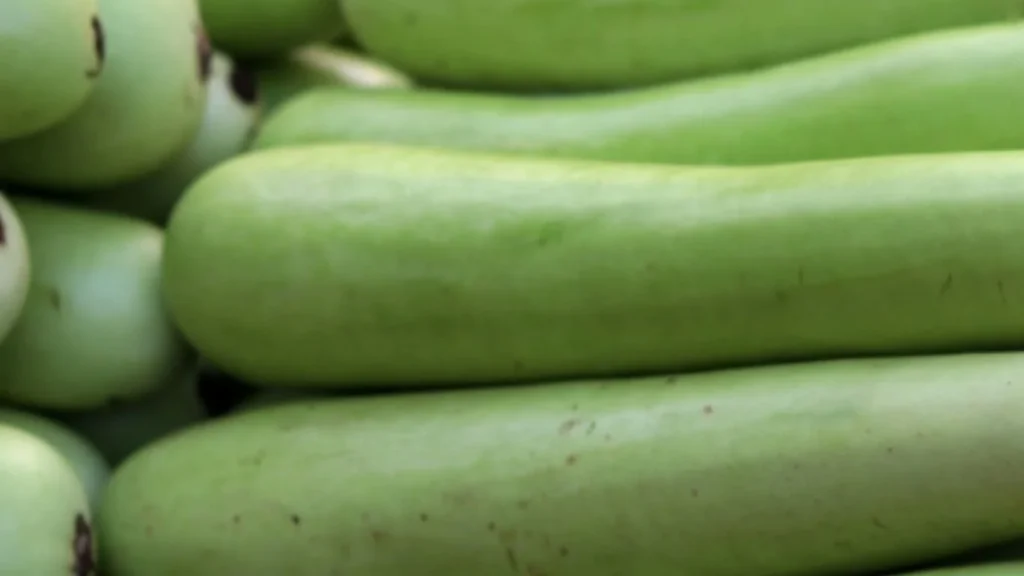 Bottle Gourd 