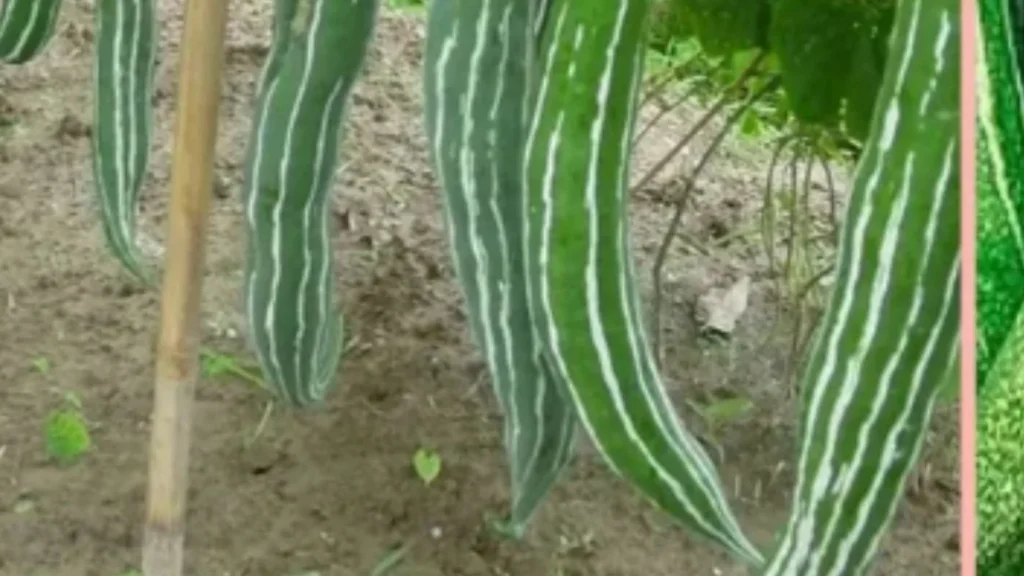 snake gourd 