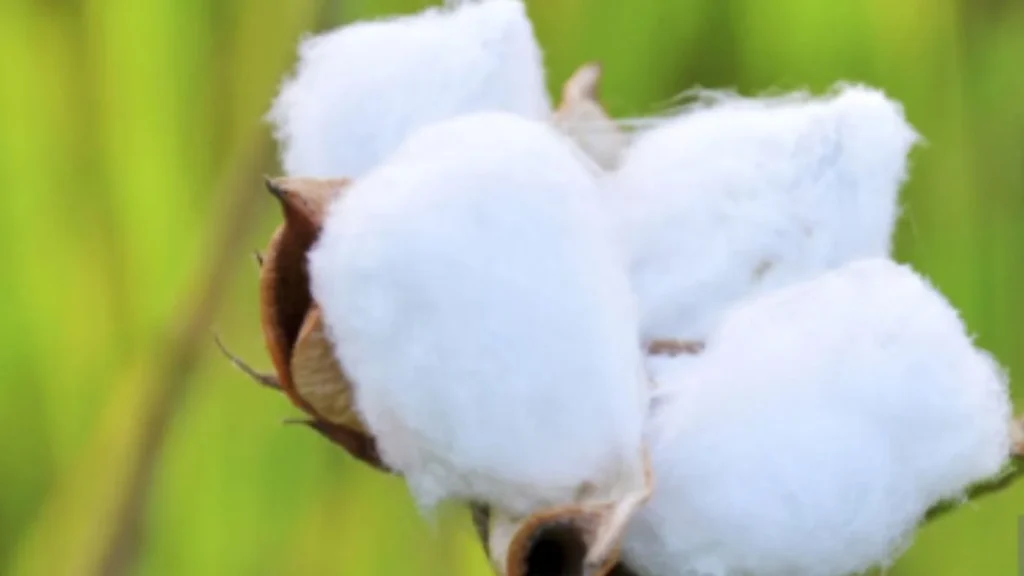 cotton price