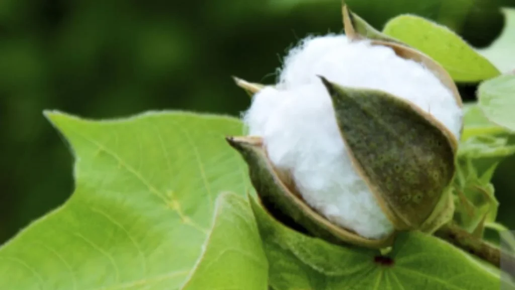 Cotton Price 