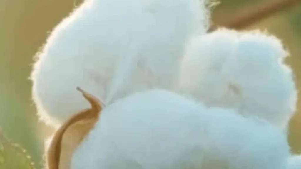 Cotton price