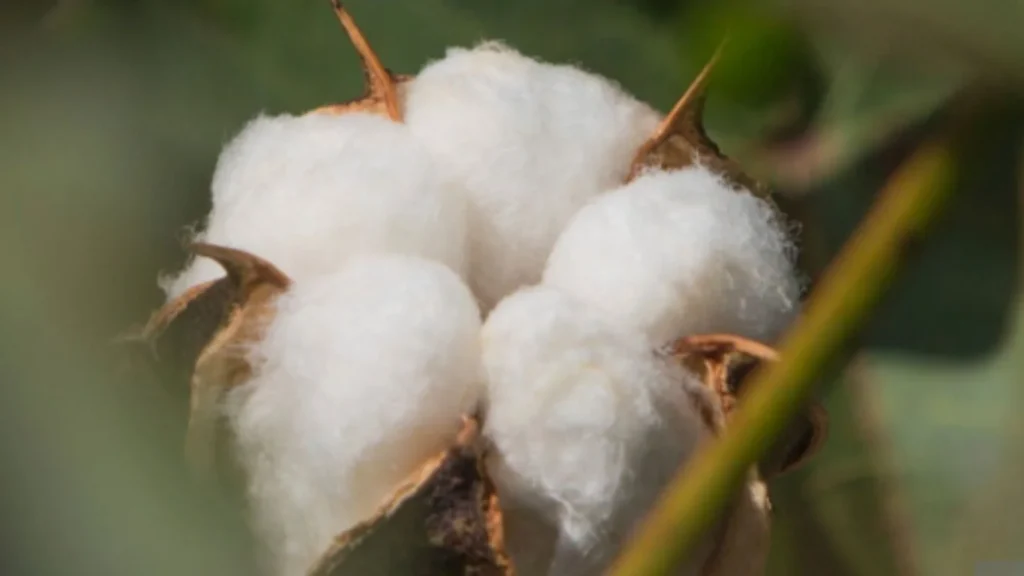 Cotton price 