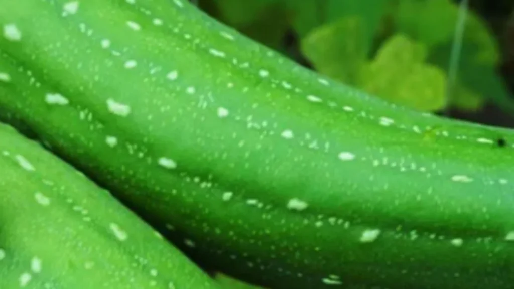 sponge gourd price,