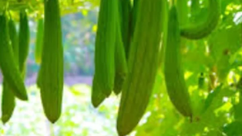 sponge gourd