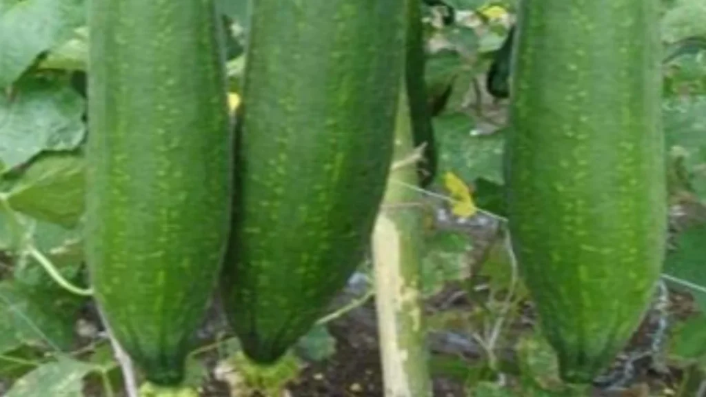 sponge gourd