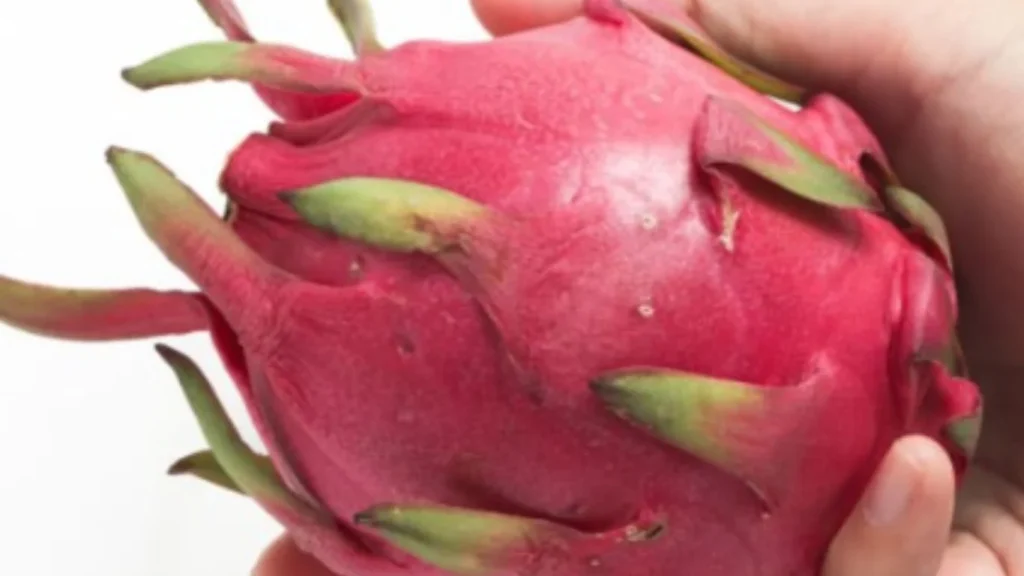 Dragon Fruit Price